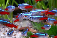 Tetra Glow Light