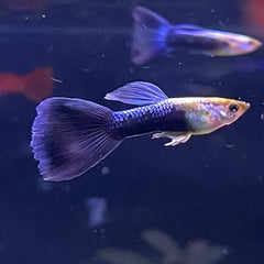 Neon Blue Guppy Male