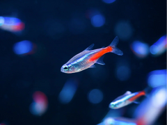 Neon Tetra Florida Large