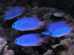 Blue Damsel