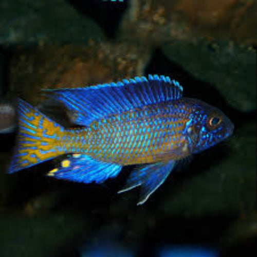 Orange Malawi Cichlid