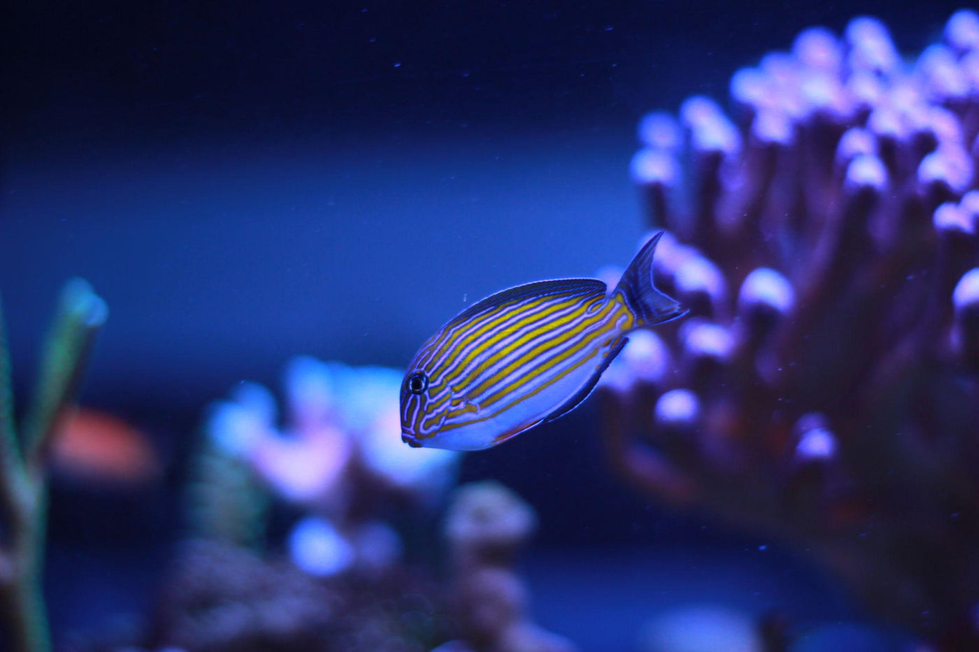 Clown Lineatus Tang - Medium