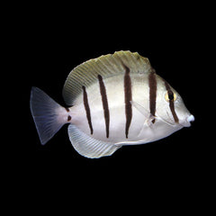 Convict Tang - Small