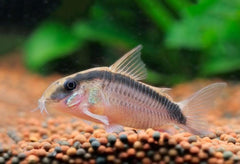 Skunk Corydoras