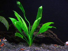 Radican Sword Potted