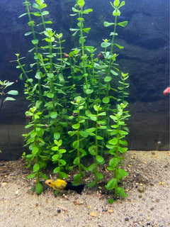 Moneywort Submerged Potted