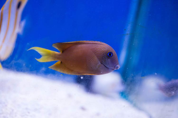 Bristletooth Tang - Small