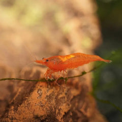 Orange Bee Shrimp