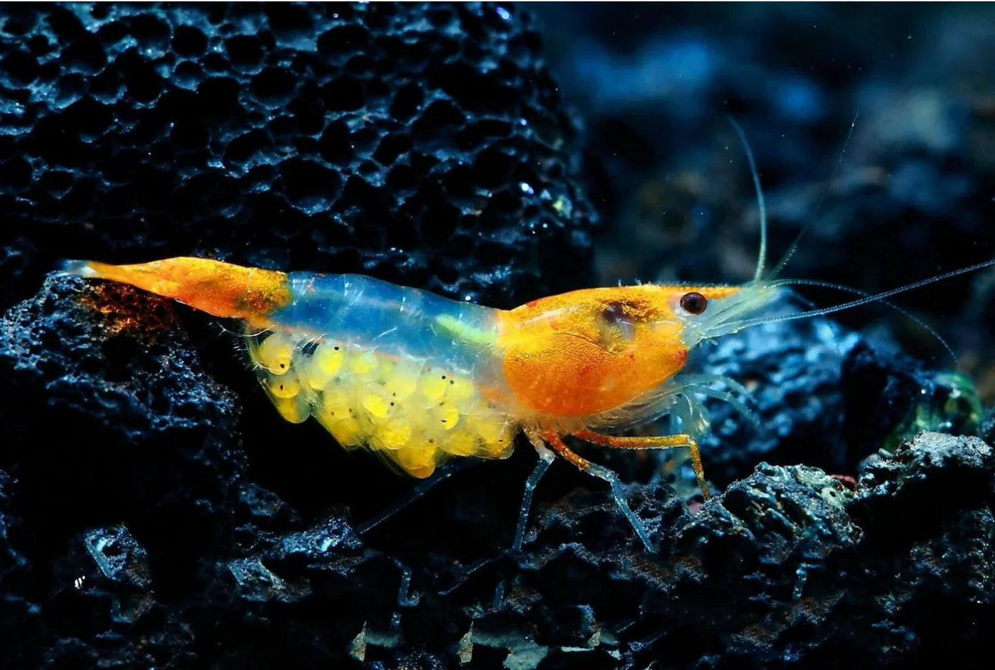 Orange Rili Shrimp