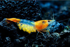 Orange Rili Shrimp