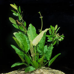 Oriental Sword Potted