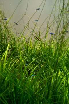 Giant Hairgrass Potted