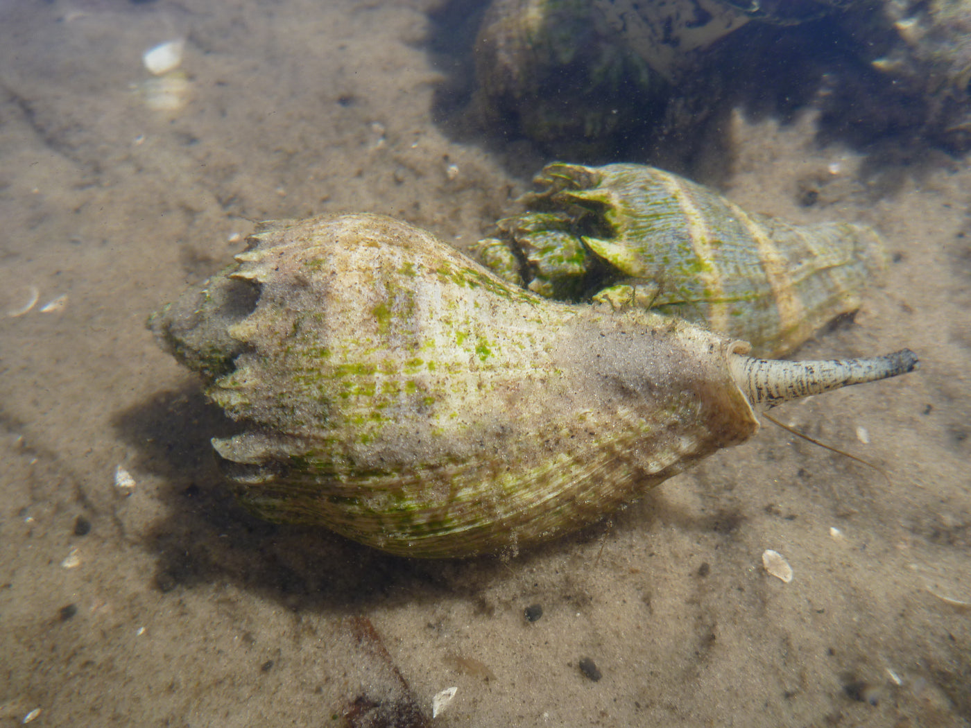 Kings Crown Snail - Small