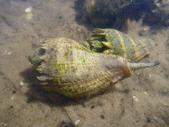 Kings Crown Snail - Small