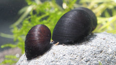 Military Helmet Snail