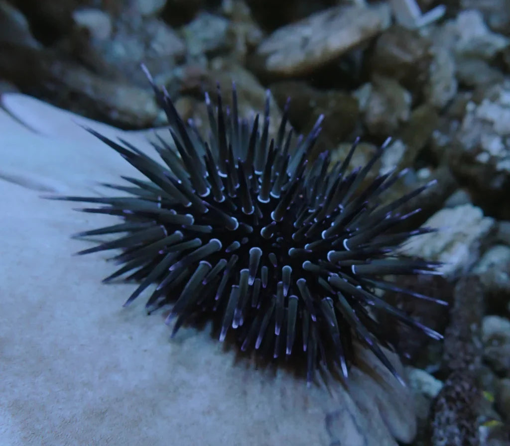 Short Spine Sea Urchin - Medium