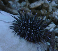 Short Spine Sea Urchin - Medium