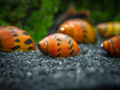 Tiger Nerite Snail
