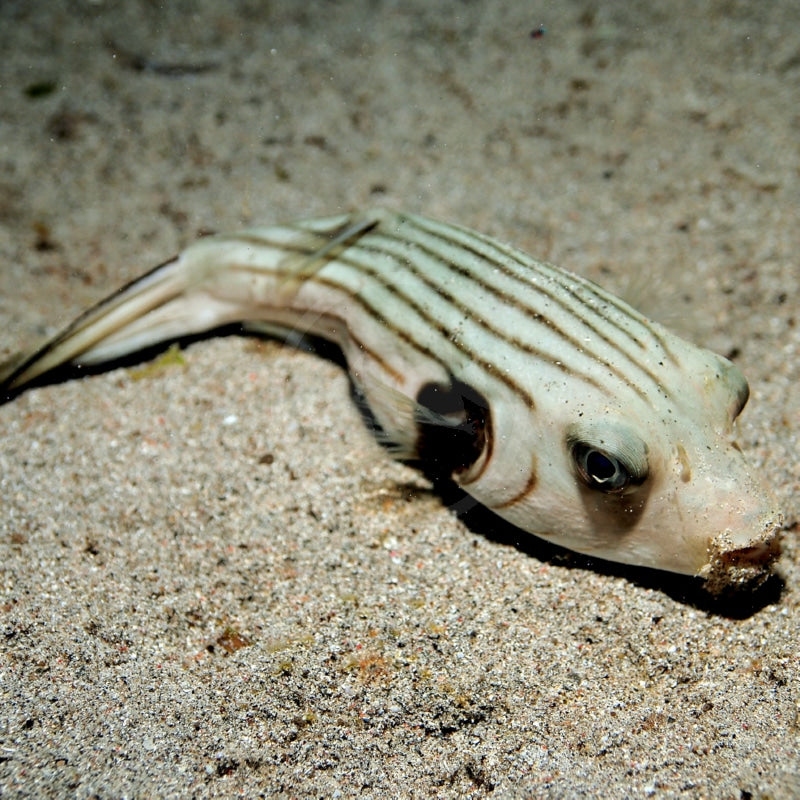 Striped Dogface Puffer - Medium