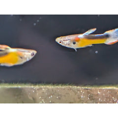 Guppy Jet Endler