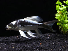 Black Platinum Long Fin Koi - 6"
