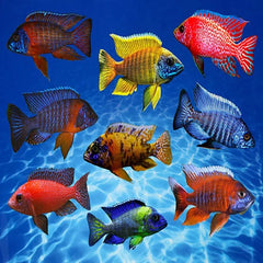Malawi Assorted