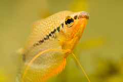 Pearl Leeri Gourami