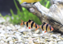 Pentazona Barb