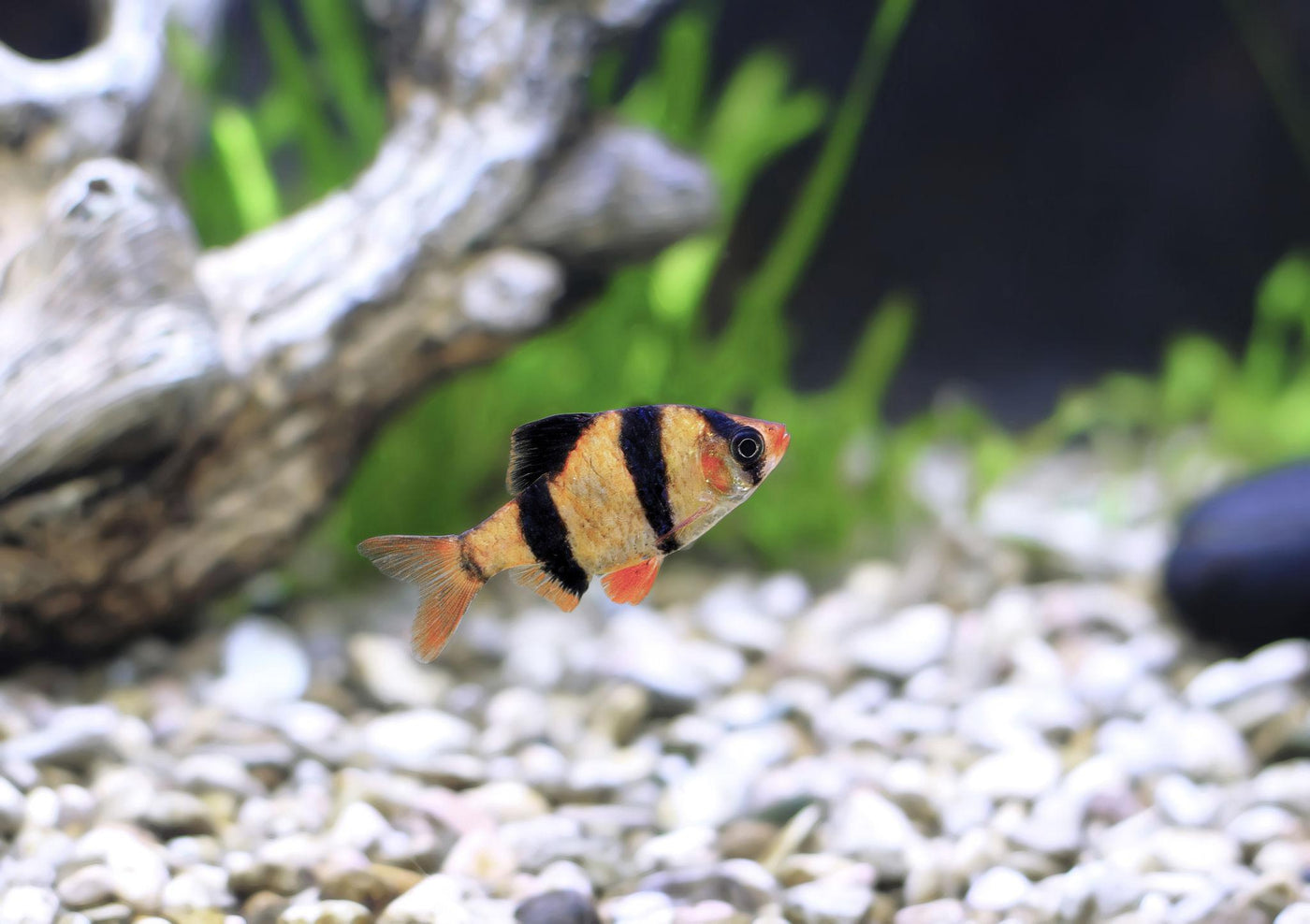Pentazona Barb