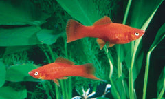 Velvet Swordtail