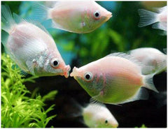 Pink Kissing Gourami