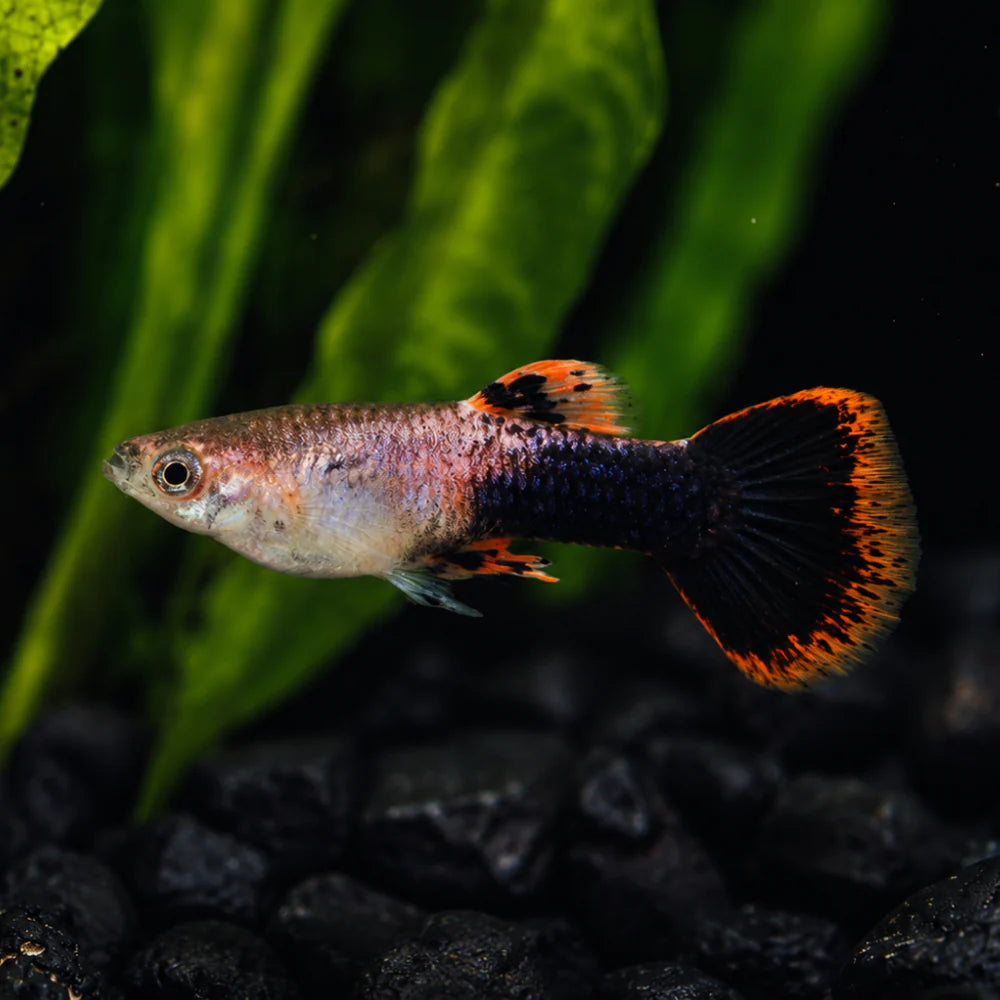 Pink Tuxedo Guppy Male
