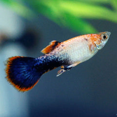 Pink Tuxedo Guppy Male