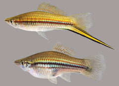 Green Swordtail