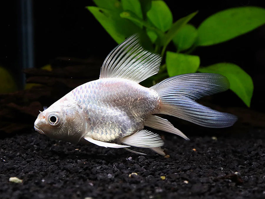 Black Platinum Long Fin Koi - 6"