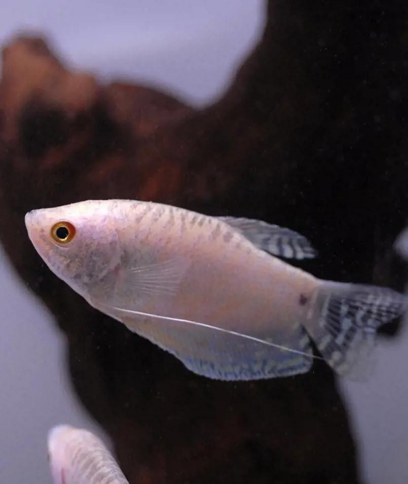 Platinum Gourami