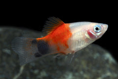 Pineapple Candy Crescent Platy