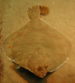 Velvet Fish - Small