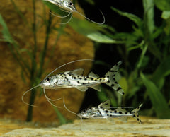 Polka Dot Pictus Catfish