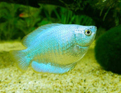 Powder Blue Dwarf Gourami Male
