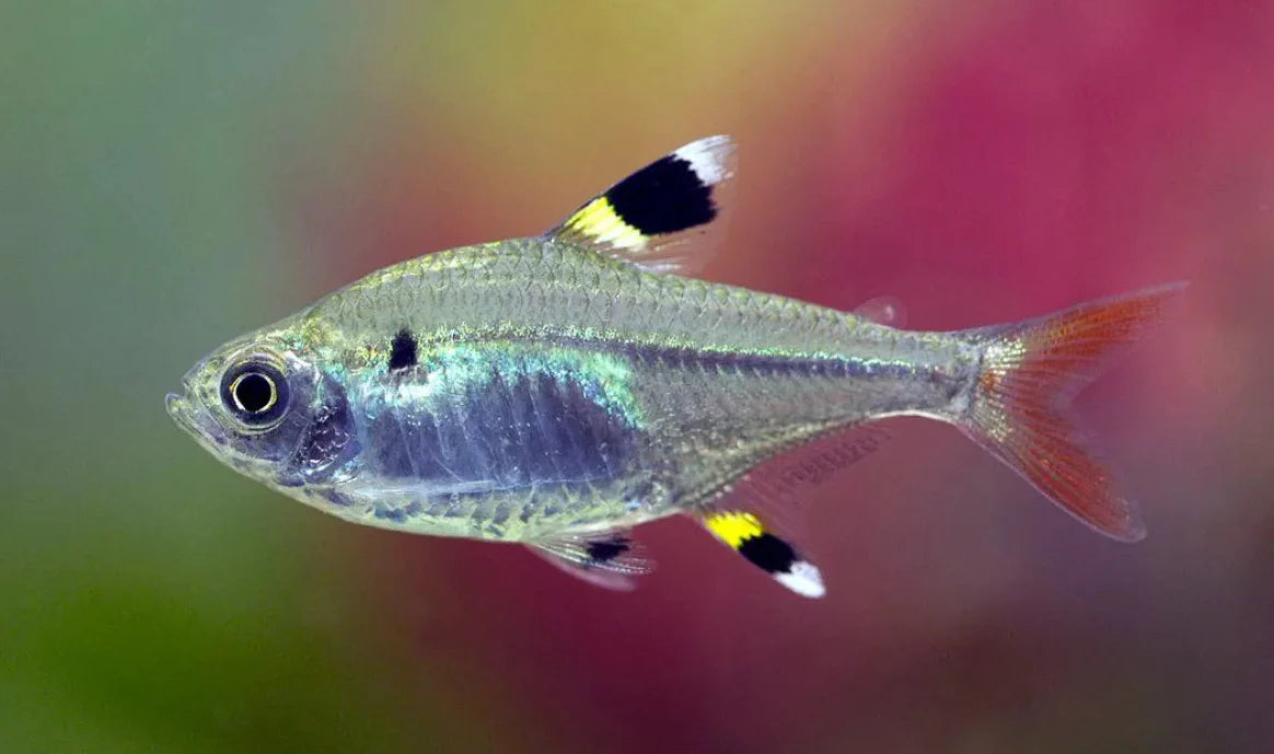 Pristella Maxillaris Tetra
