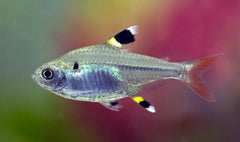 Pristella Maxillaris Tetra