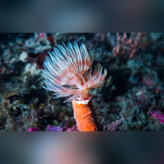 Red Coco Worm Feather Duster - Medium