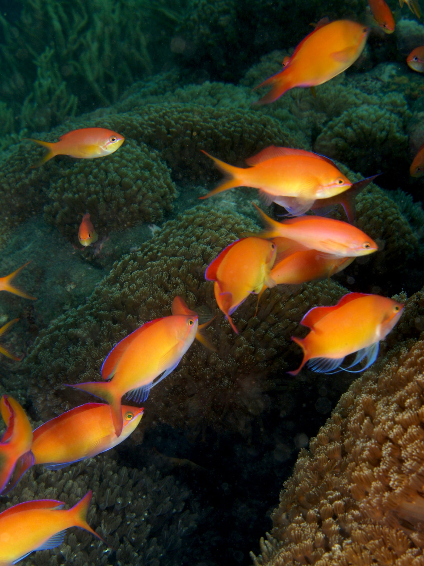 Bartlett's Anthias - Medium