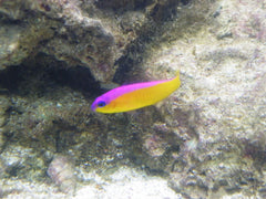 Diadema Pseudochromis - Medium