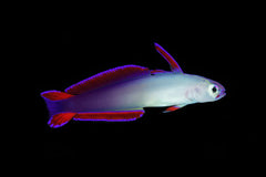 Purple Firefish - Small
