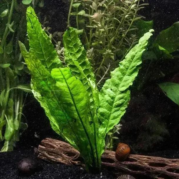 HydrOasis® Lacy Java Fern Submerged Potted Retg