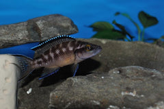 Neolamprologus Buescheri Cichlid