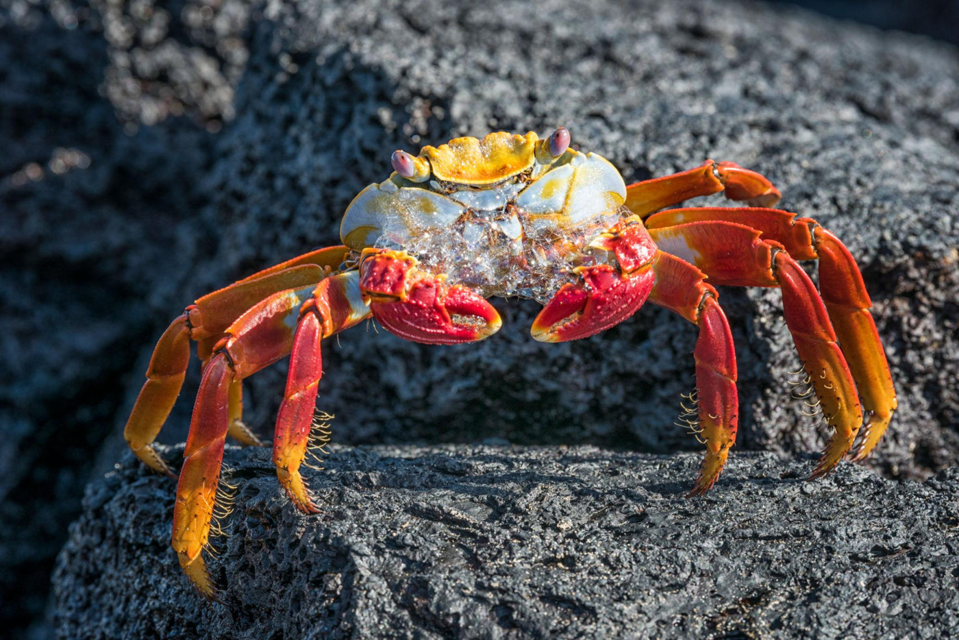 Sally Lightfoot Crab - Medium