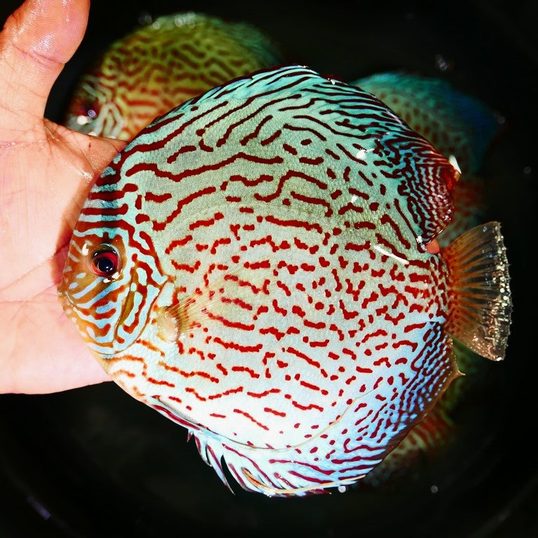 Red Spotted Green Discus